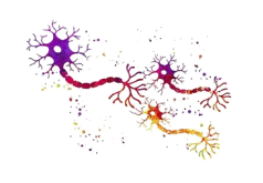 Περιφερικά Νεύρα