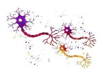 Περιφερικά Νεύρα